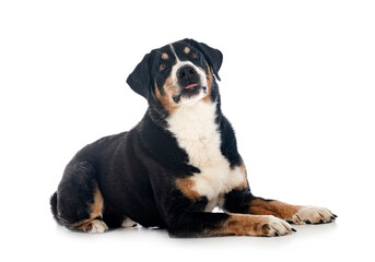 adult Appenzeller Sennenhund