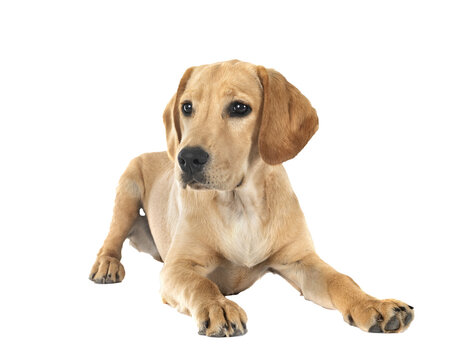 puppy labrado retriever