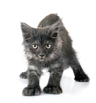 maine coon kitten
