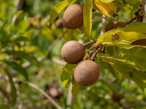 close up of sapodilla fruit on the sapodilla tree, a bunch of sapodilla planted naturally, fresh fruit for healthy, sapodilla tree with green leaves. 