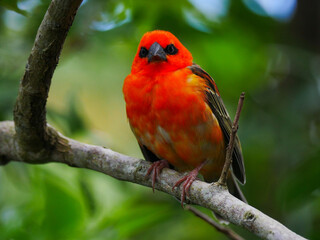 Orange Fody bird perching in natural environment 