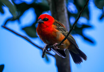 Vibrant red bird perching in natural environment 