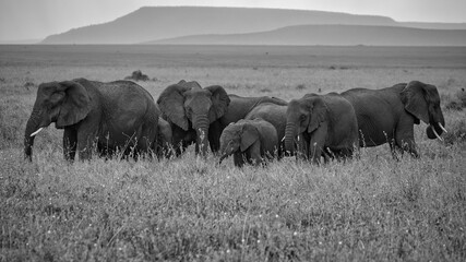 Elefanten in Serengeti. Safari.