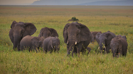 Elefanten in Serengeti. Safari.