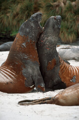 Eléphant de mer, Mirounga leonina,  male, combat, Iles Falkland, Malouines