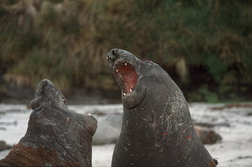 Eléphant de mer, Mirounga leonina,  male, combat, Iles Falkland, Malouines