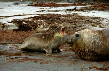El&eacute;phant de mer, Mirounga leonina,  Iles Falkland, Malouines