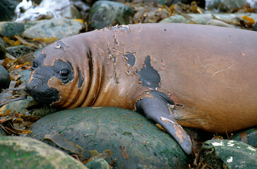 Eléphant de mer, Mirounga leonina, jeune, Iles Falkland, Malouines
