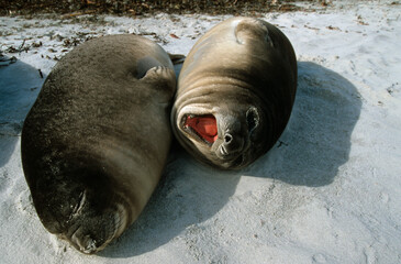 Eléphant de mer, Mirounga leonina,  Iles Falkland, Malouines