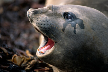 Eléphant de mer, Mirounga leonina, jeune, Iles Falkland, Malouines