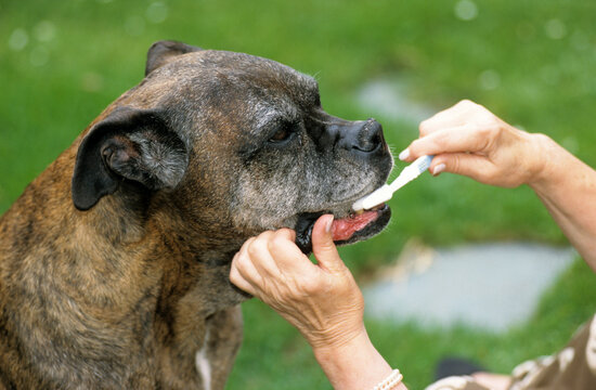 chien; race Boxer; brossage des dents