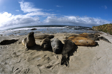 Eléphant de mer, Mirounga leonina,  Iles Falkland, Malouines