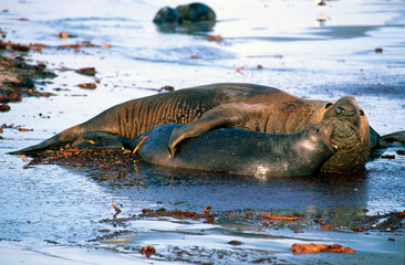 Eléphant de mer, Mirounga leonina, accouplement, Iles Falkland, Malouines