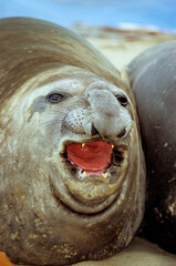 Eléphant de mer, Mirounga leonina,  Iles Falkland, Malouines