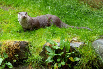 Loutre d'europe, Lutra lutra