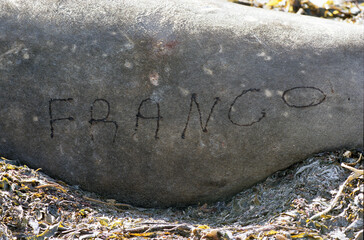 Eléphant de mer, Mirounga leonina,  Iles Falkland, Malouines