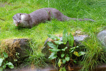 Loutre d'europe, Lutra lutra