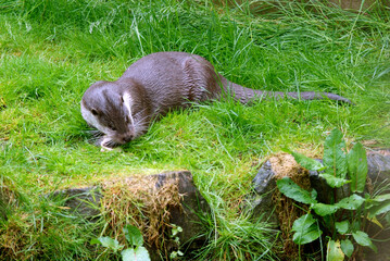 Loutre d'europe, Lutra lutra