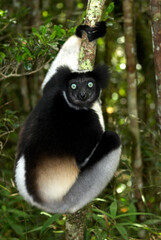Lemur indri, Indri indri, Madagascar