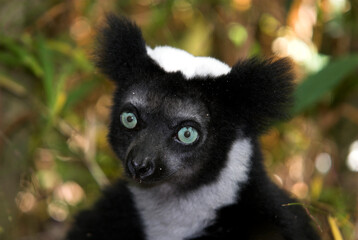 Lemur indri, Indri indri, Madagascar