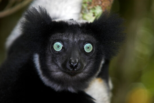 Lemur indri, Indri indri, Madagascar