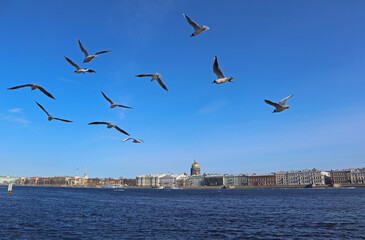 Landscape with seagulls in blue sky and the Neva River in St. Petersburg, Russia. Bright spring view with water and embankment in the tourist center of famous old city.