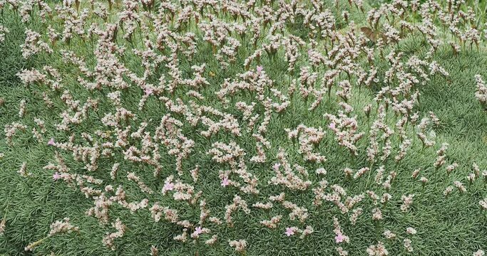 Acantholimon ulicinum var creticum | Prickly thrift or sea lavender, flowering plant with small pink flowers and alternate, short, acicula and spiny leaves with margins cultivated in rock garden