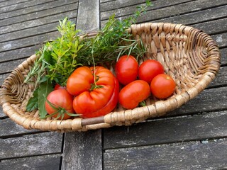 Fresh tomatoes from the home garden - 636903648