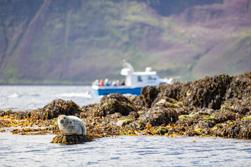 A Harbour Seal (Phoca vitulina) reclining on some rocks along the Raasay coast whilst an out of focus tourist boat passes behind the headland. Inner hebrides, Scotland, UK in August, Summer. © Helen