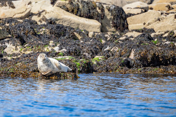Naklejka na ściany i meble A Harbour Seal (Phoca vitulina) reclining on some rocks along the Raasay coast. Inner hebrides, Scotland, UK in August, Summer.