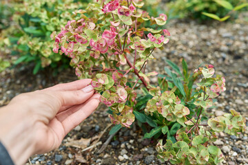 Close-up flowering plant euphorbia, ornamental landscaping of flowerbeds
