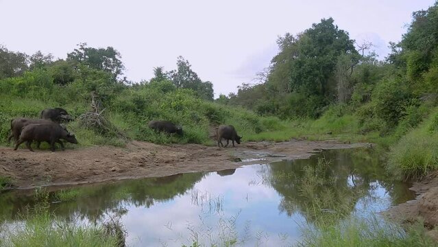 African buffalo herd drinking and bathing in waterhole in Kruger National park, South Africa ; Specie Syncerus caffer family of Bovidae