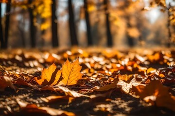 autumn leaves on the ground in sunrise