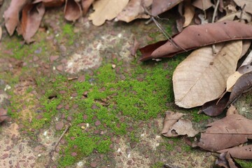 fallen autumn leaves