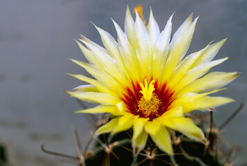 Close-up yellow Cacti flower in a pot put on the wooden table.