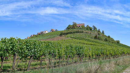 Fototapeta na wymiar paysage viticole en Alsace France