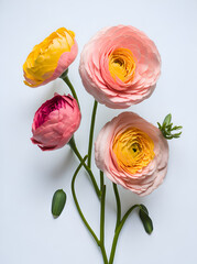 Ranunculus flowers. Pink and yellow flowers on a white background Blossoming Beauty: Colorful Bouquet of Fresh Spring florals in a Studio Setting. 