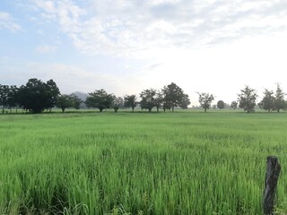 Obraz premium Green rice fields and blue sky
