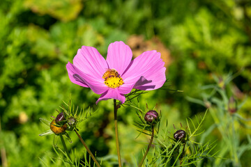 Bee (apis) on a mauve cosmos wildflower in meadow