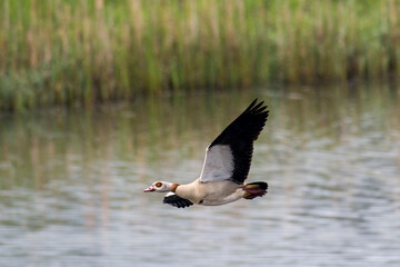 Fliegende Nilgans im Frühjahr