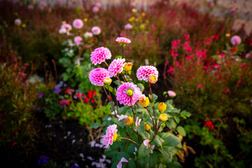 Close uo flower photo with colorful background. High resolution flower shooting.