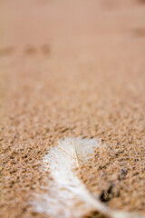 Focus of the white feather on the beach in Crosby Beach in Liverpool, UK. City in Merseyside county of North West England. Nature scene.