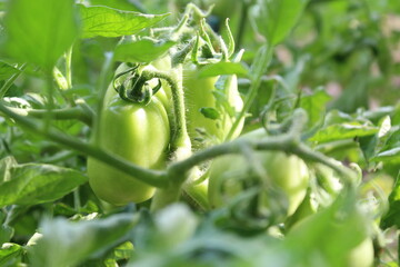  branch of green tomatoes close-up