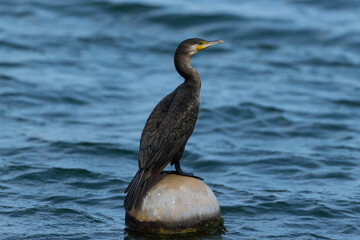 波に揺られるフロートの上に立っている鵜