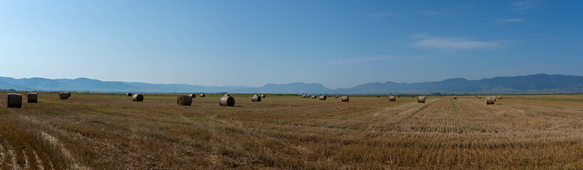 Fototapeta na wymiar Wide angle panoramic view , huge hay bales on agricultural field at late summer in Romania.