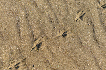 Traces of a bird on light wavy sand