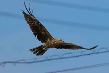 電線の間を縫って飛ぶトビ