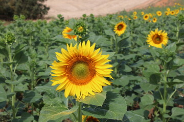 Girasoles en el campo, brillando bajo el sol, con insectos, abejas polenizando.