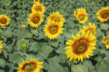 Fototapeta premium Girasoles en el campo, brillando bajo el sol, con insectos, abejas polenizando.