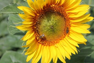 Obraz premium Girasoles en el campo, brillando bajo el sol, con insectos, abejas polenizando.